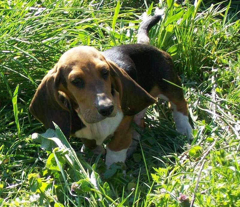 Publication : Du Roc De La Gourgue Blanche