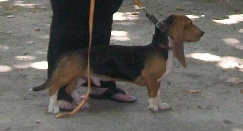 Du Roc De La Gourgue Blanche Flambeau - très prometteur