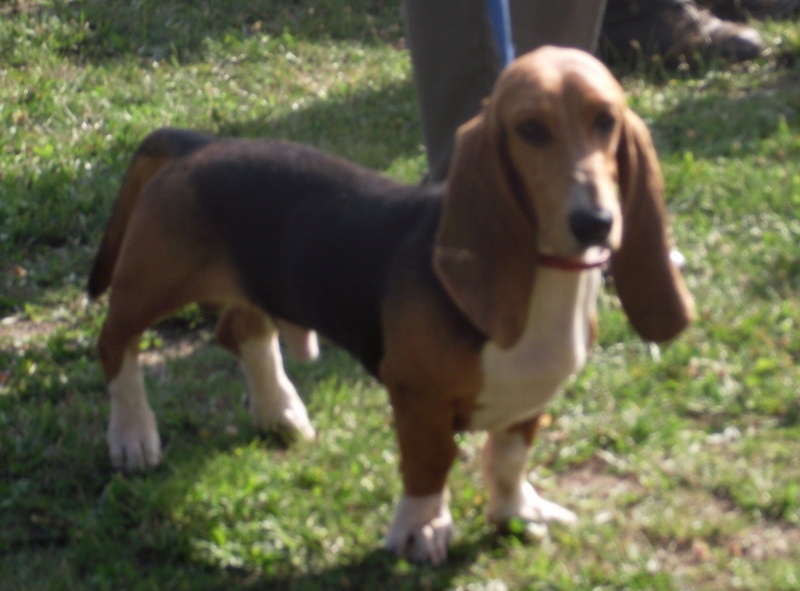 Du Roc De La Gourgue Blanche Flambeau - prometteur