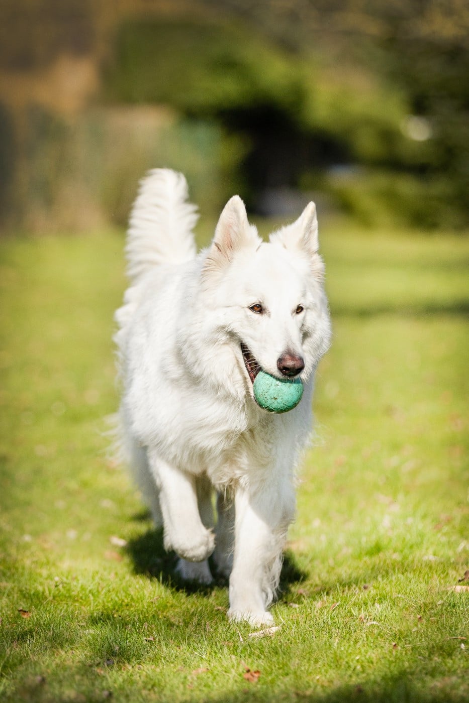 CH. Shiny little saphir Du Moulin De Beuvry