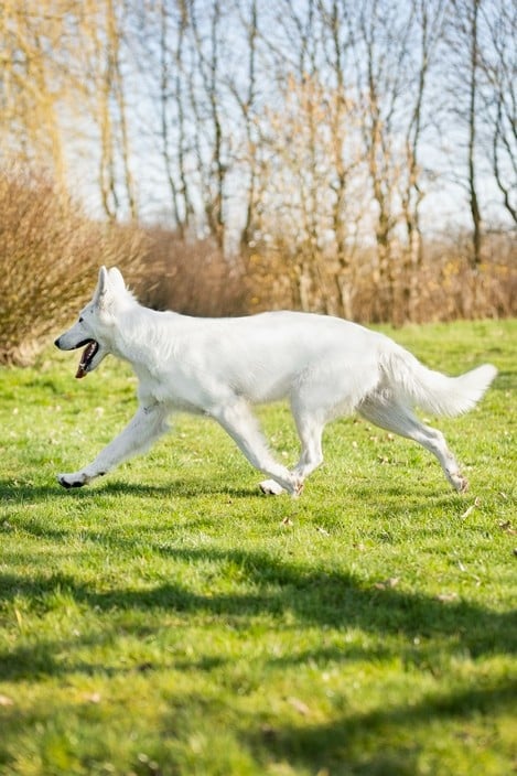 CH. Shiny little saphir Du Moulin De Beuvry