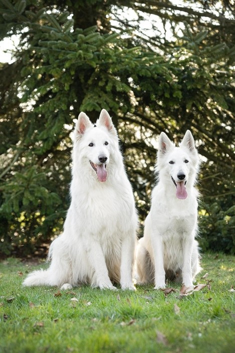 CH. Shiny little saphir Du Moulin De Beuvry