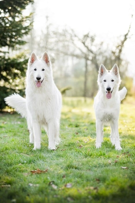 CH. Shiny little saphir Du Moulin De Beuvry