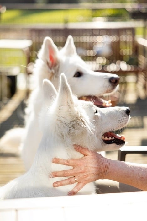 CH. Shiny little saphir Du Moulin De Beuvry