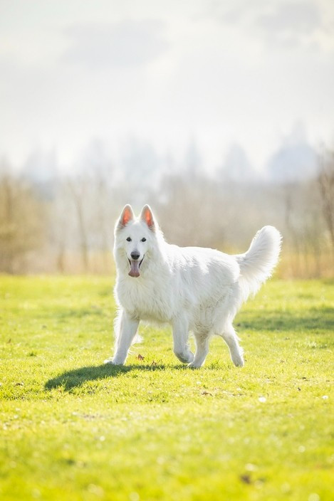 N'tom Du Moulin De Beuvry