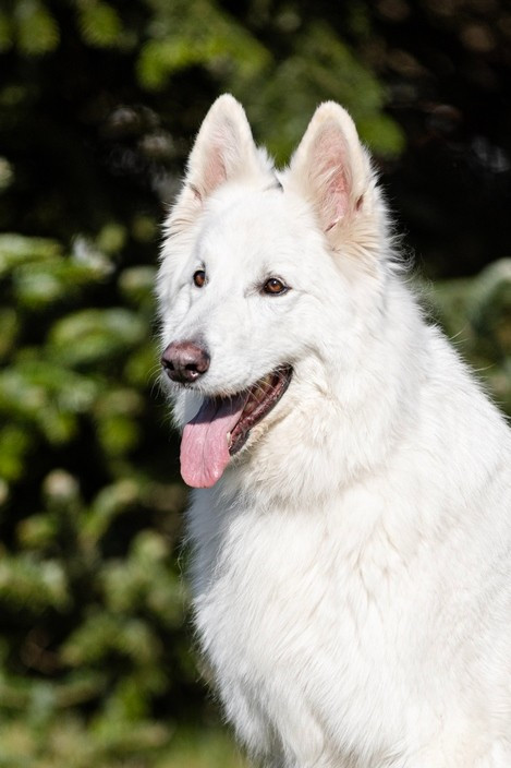 N'tom Du Moulin De Beuvry
