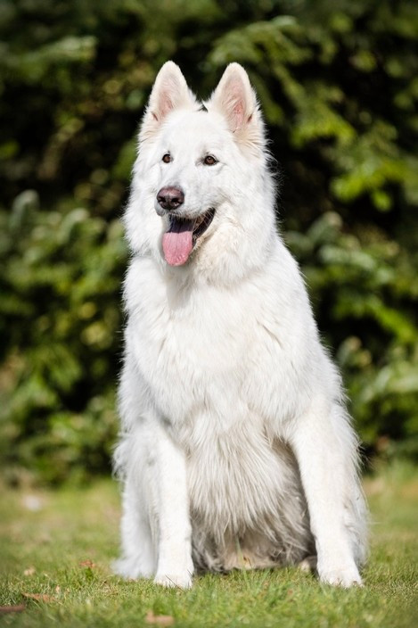 N'tom Du Moulin De Beuvry