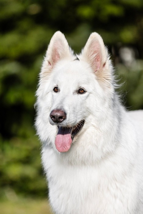 N'tom Du Moulin De Beuvry
