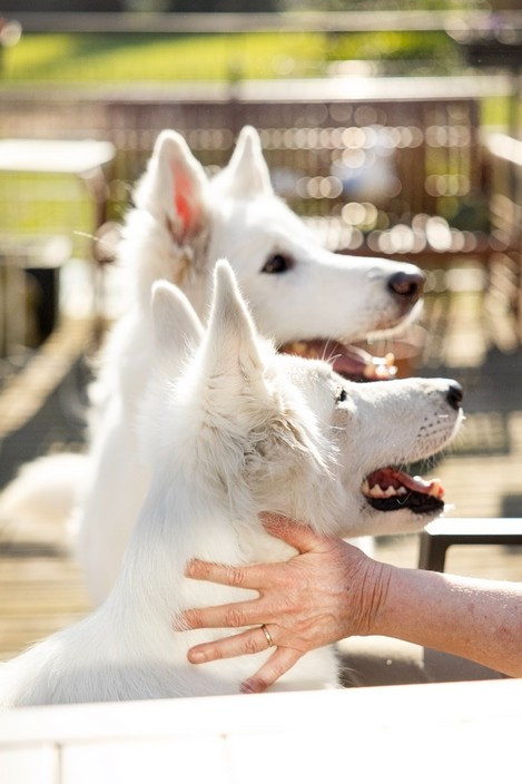 N'tom Du Moulin De Beuvry
