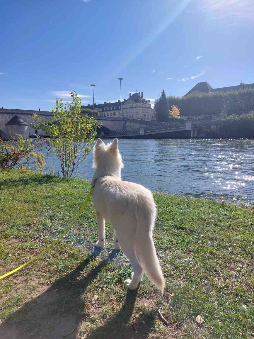 A moka Du Moulin De Beuvry