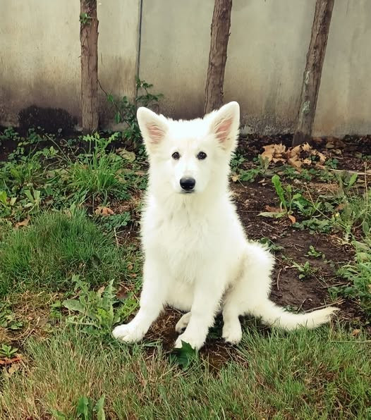 A skadi Du Moulin De Beuvry