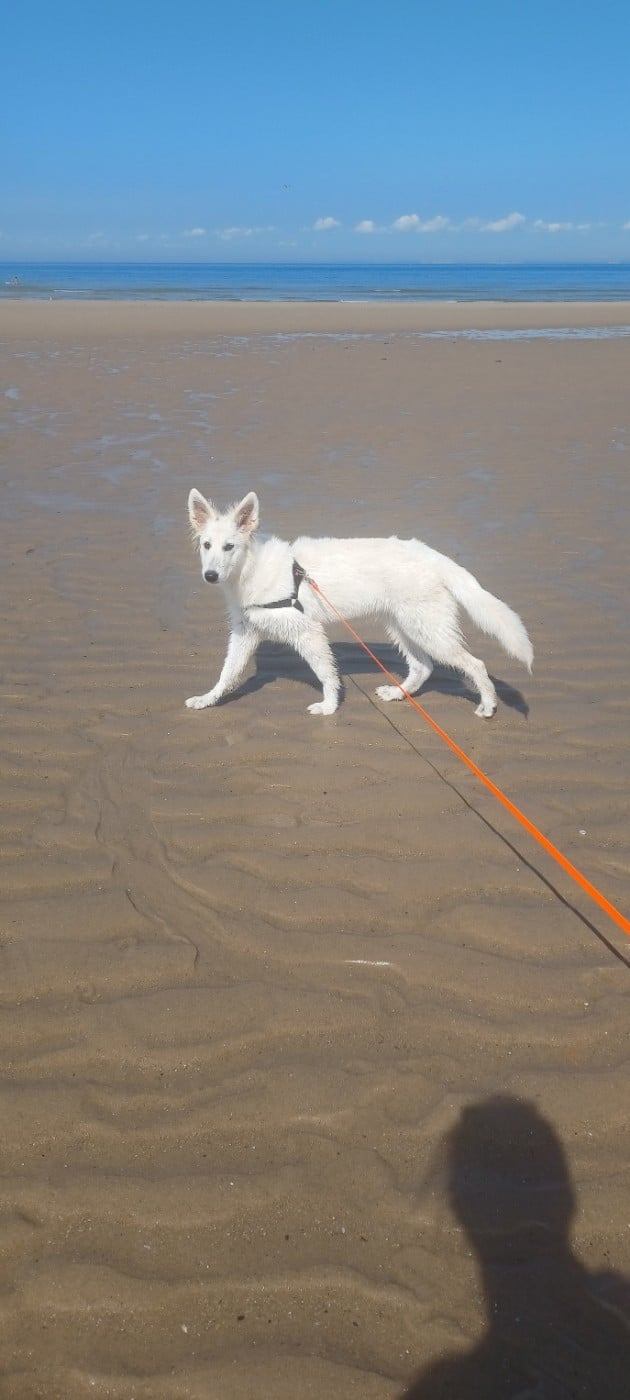 A skadi Du Moulin De Beuvry