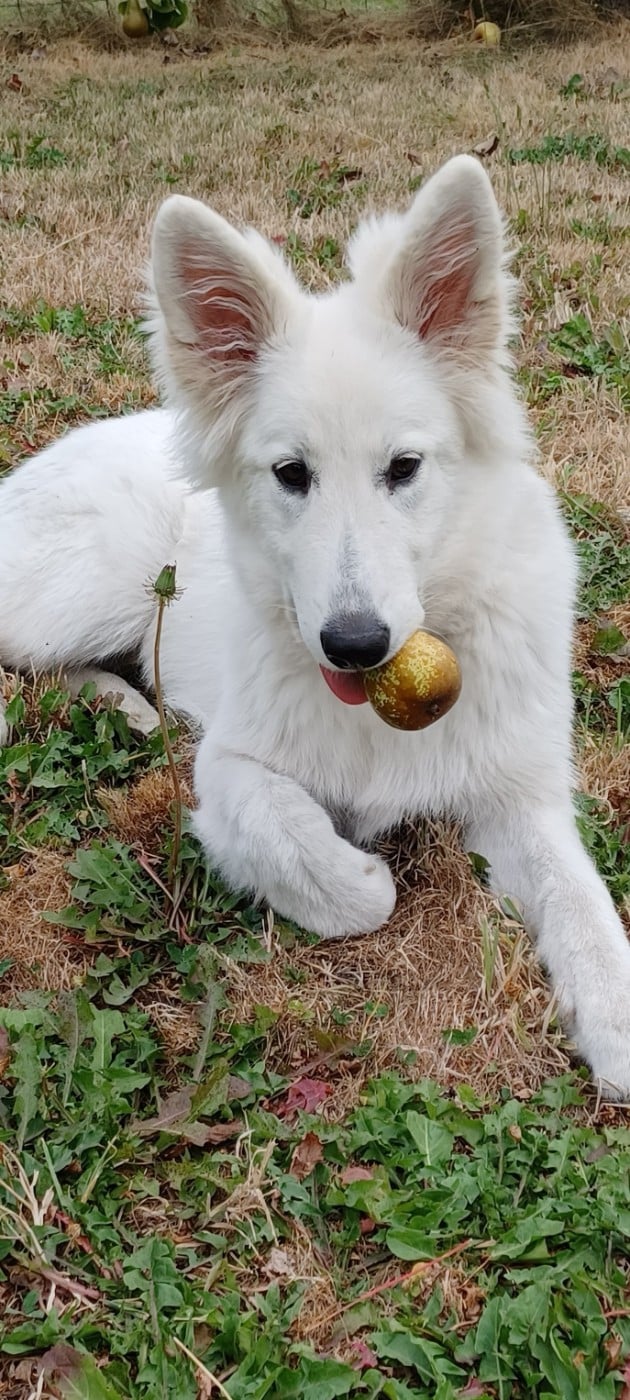 A skadi Du Moulin De Beuvry
