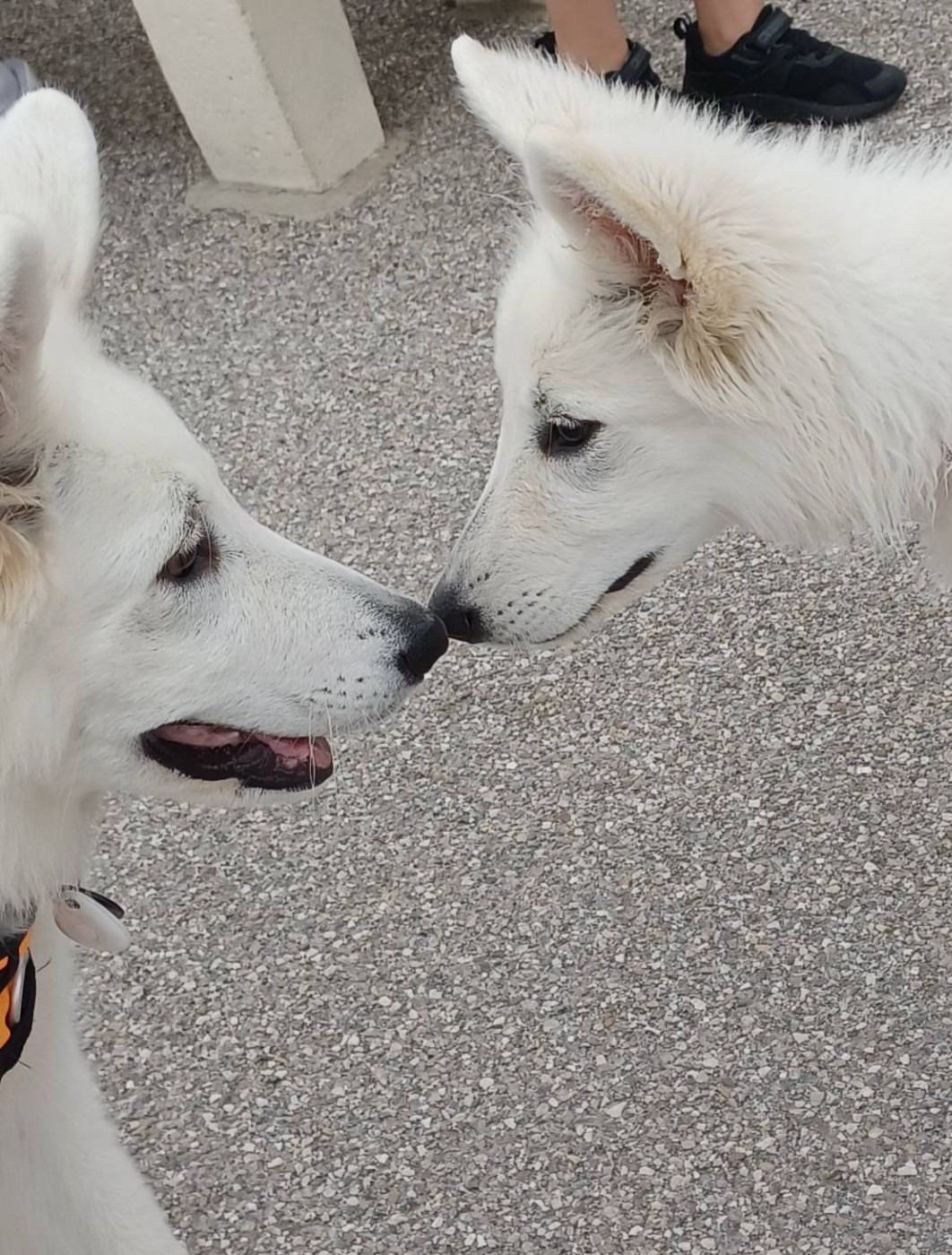 A skadi Du Moulin De Beuvry