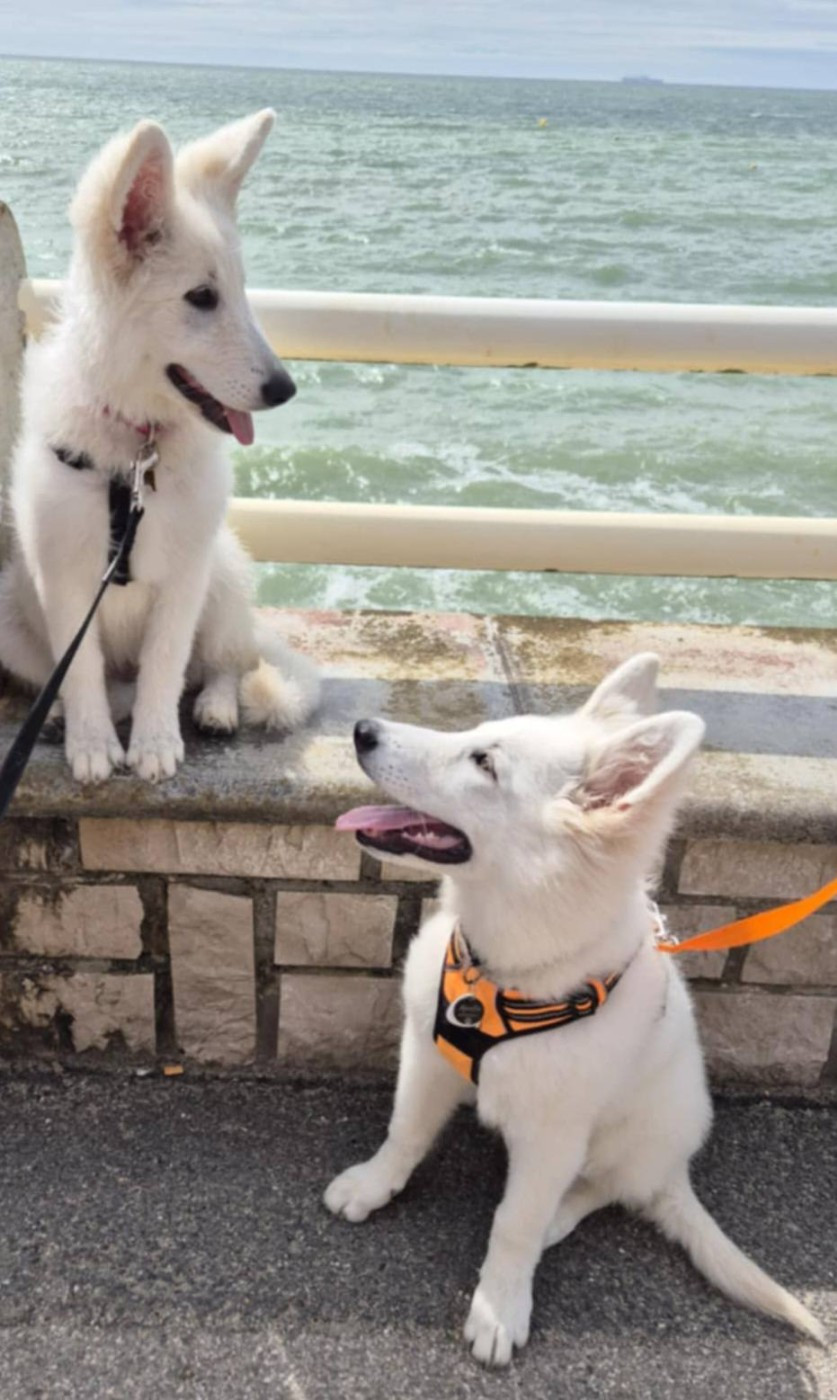 A skadi Du Moulin De Beuvry