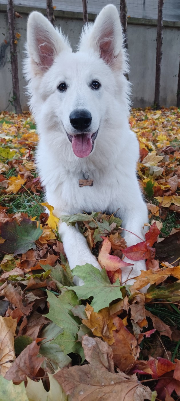 A skadi Du Moulin De Beuvry