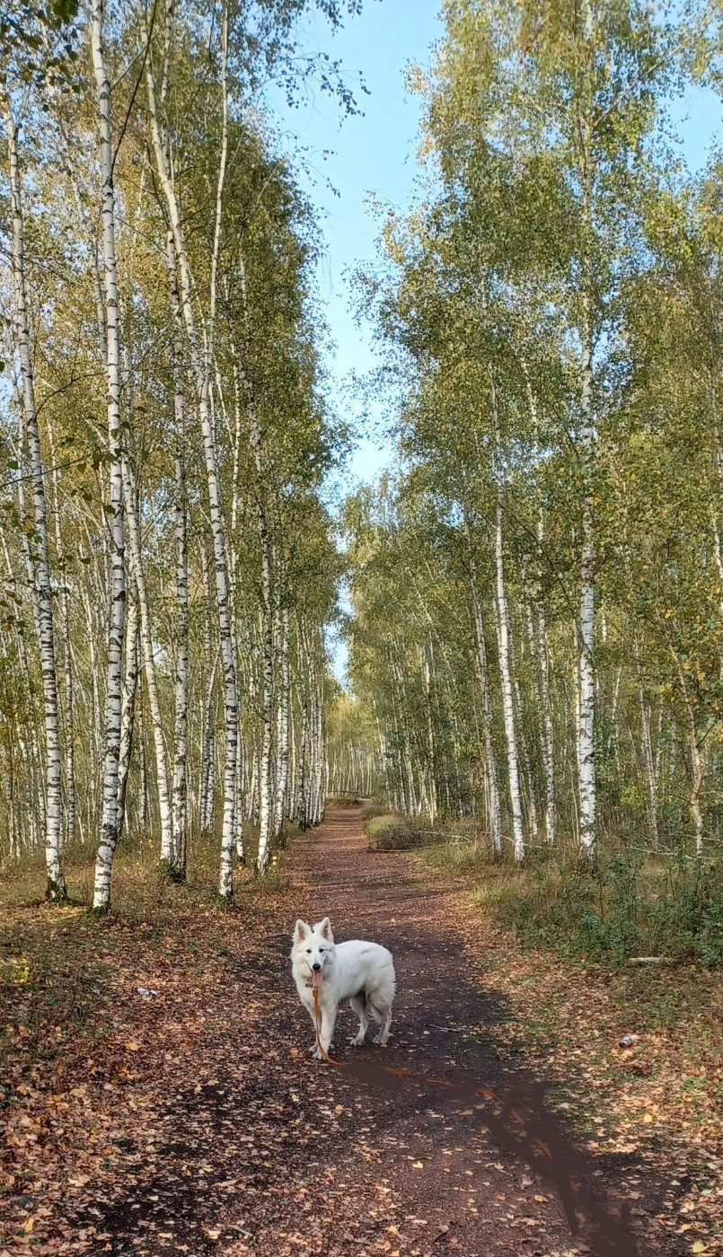 A skadi Du Moulin De Beuvry