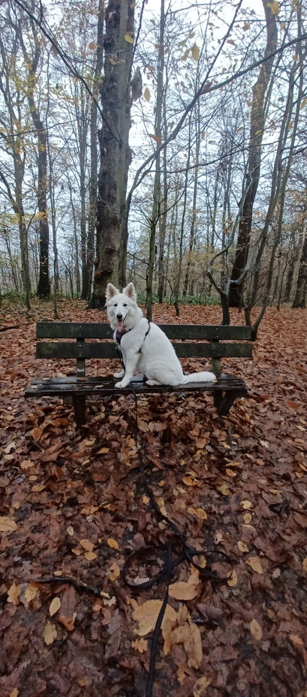 A skadi Du Moulin De Beuvry