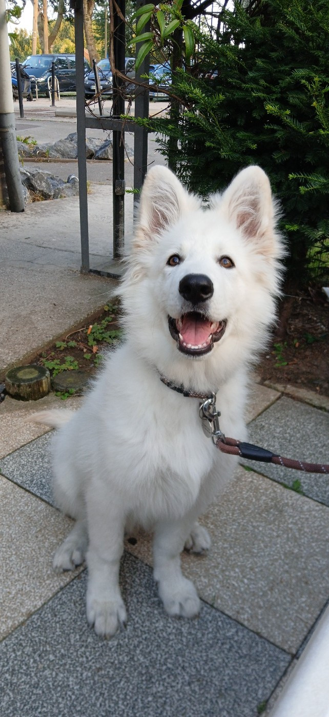 Aiko Du Moulin De Beuvry
