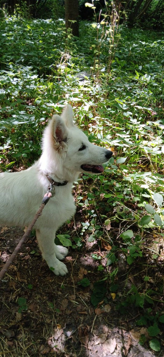 Aiko Du Moulin De Beuvry