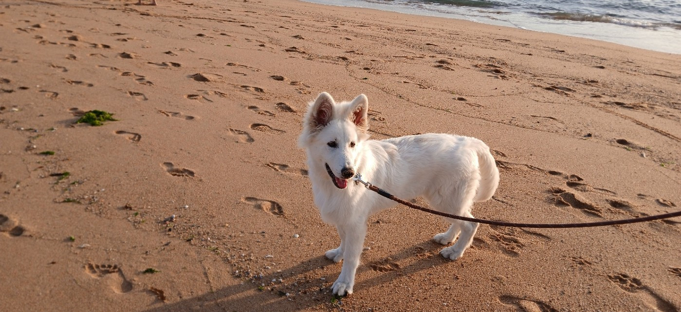 Aiko Du Moulin De Beuvry