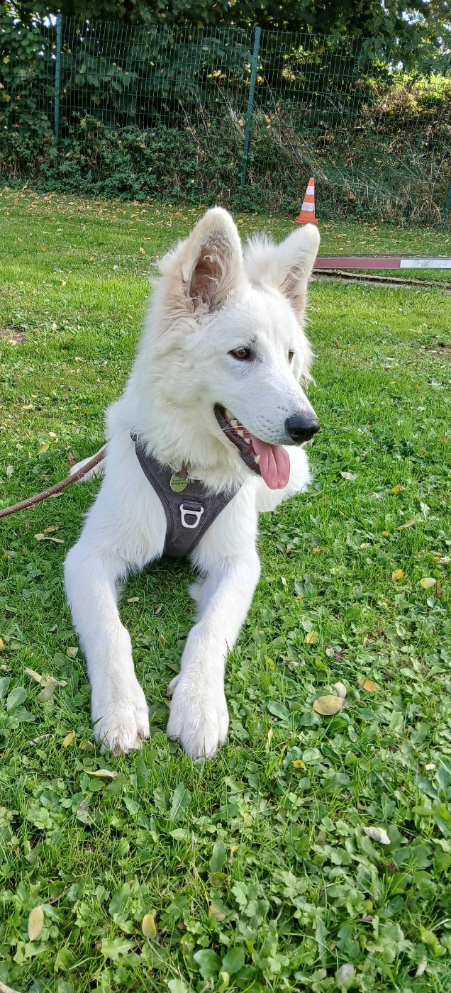 Aiko Du Moulin De Beuvry