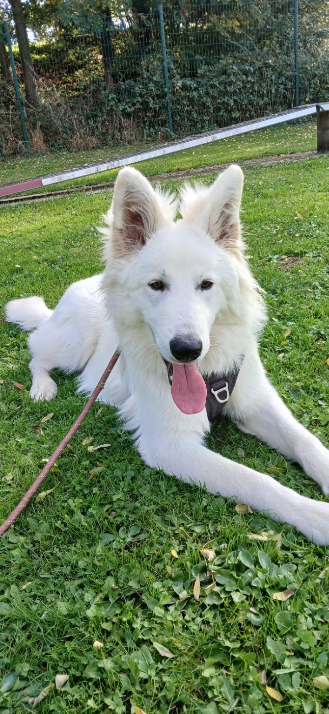 Aiko Du Moulin De Beuvry