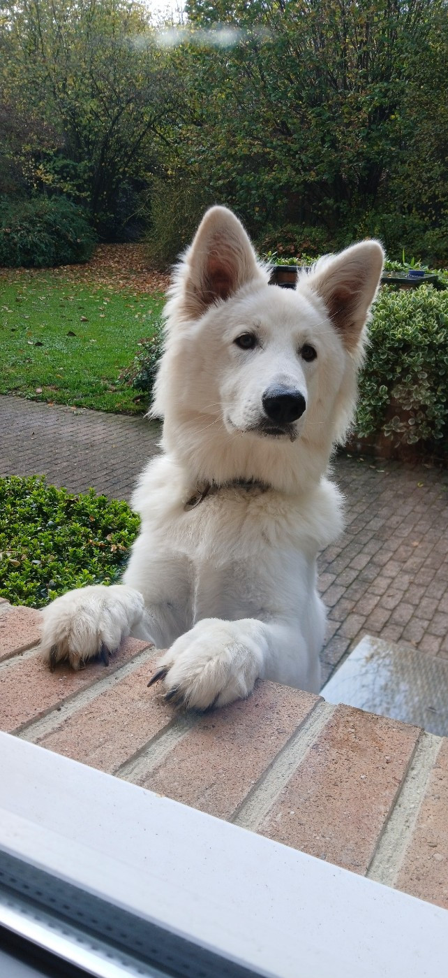 Aiko Du Moulin De Beuvry