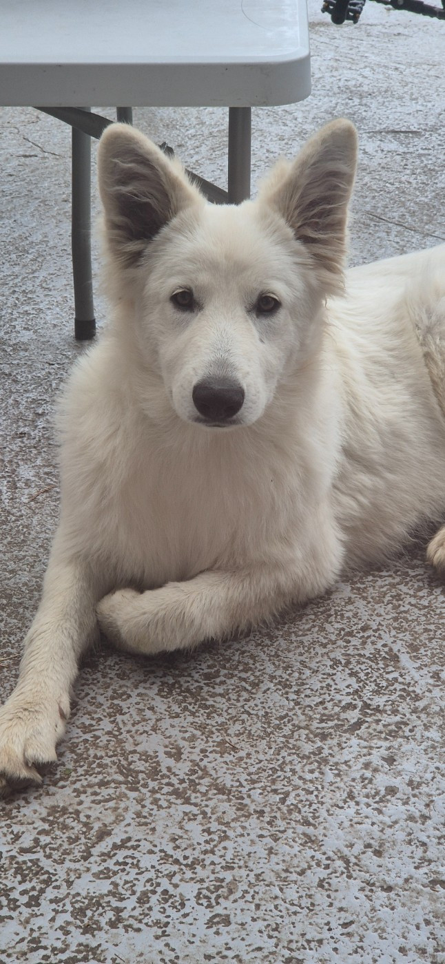 Alba Du Moulin De Beuvry