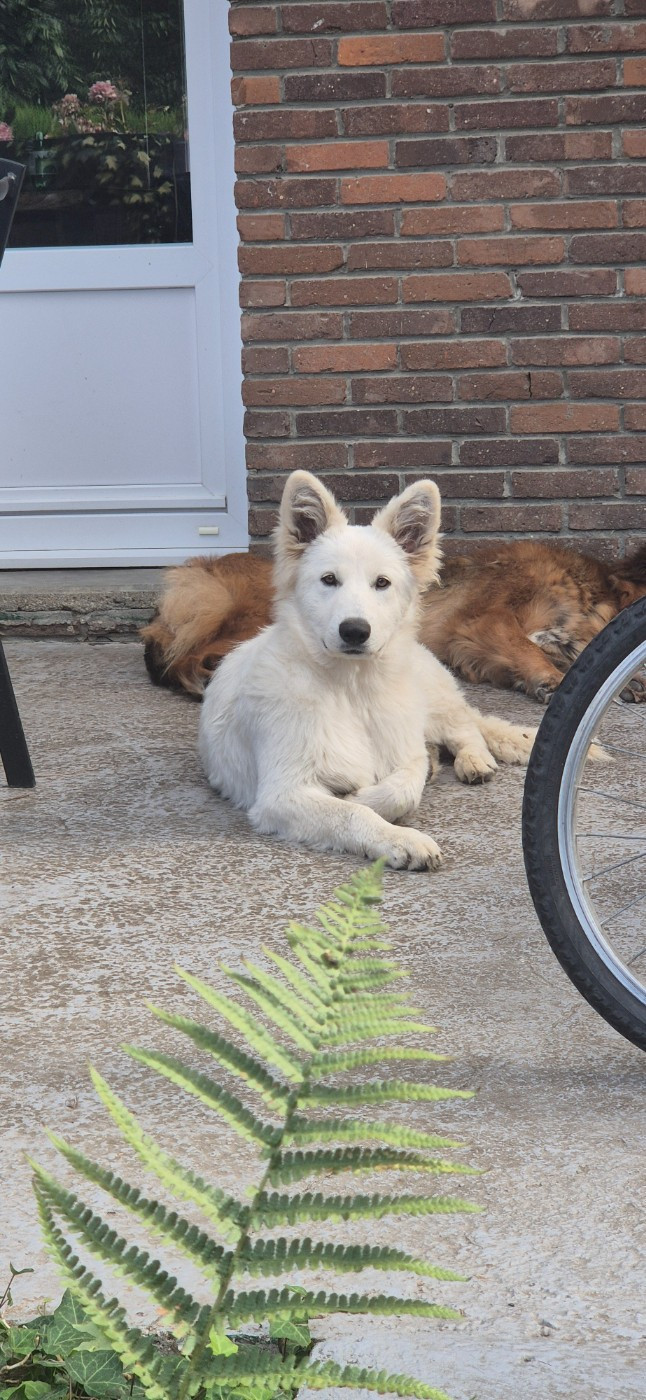 Alba Du Moulin De Beuvry
