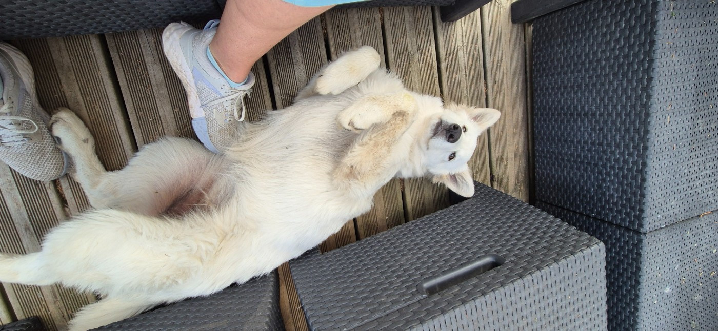 Alba Du Moulin De Beuvry