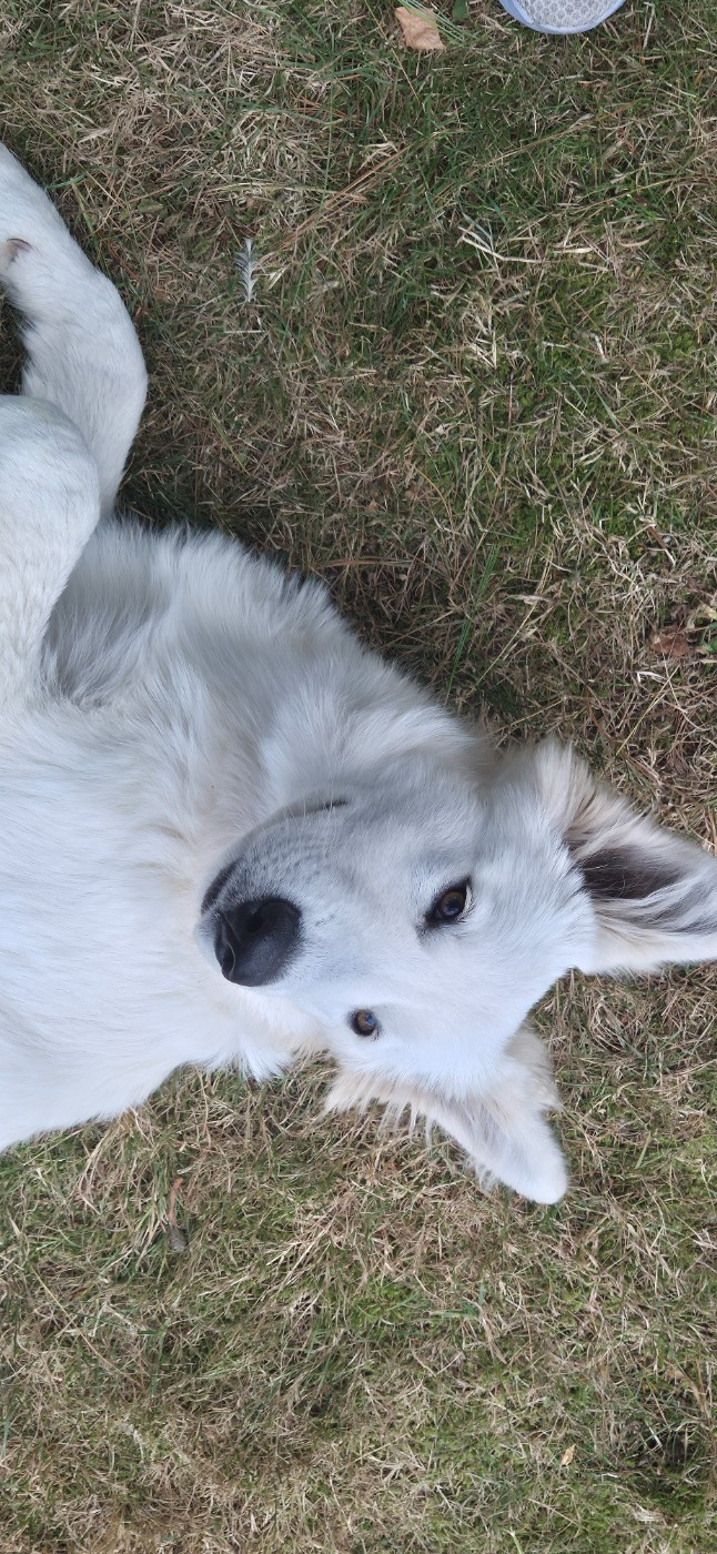 Alba Du Moulin De Beuvry