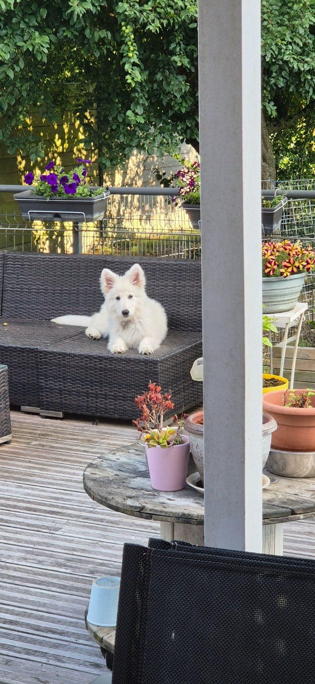 Apollo Du Moulin De Beuvry