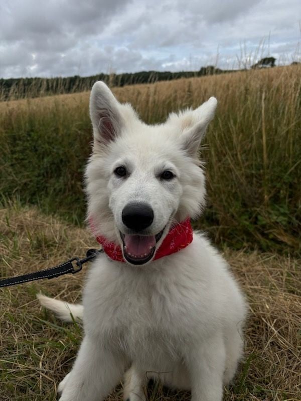 Apollo Du Moulin De Beuvry