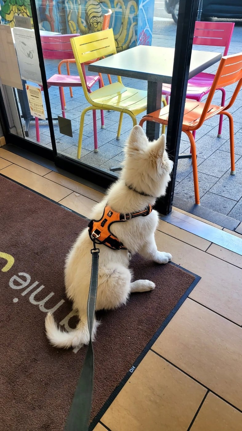 Apollo Du Moulin De Beuvry