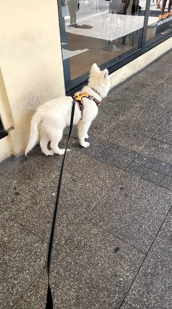 Apollo Du Moulin De Beuvry