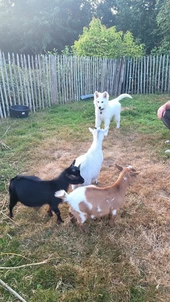 Apollo Du Moulin De Beuvry