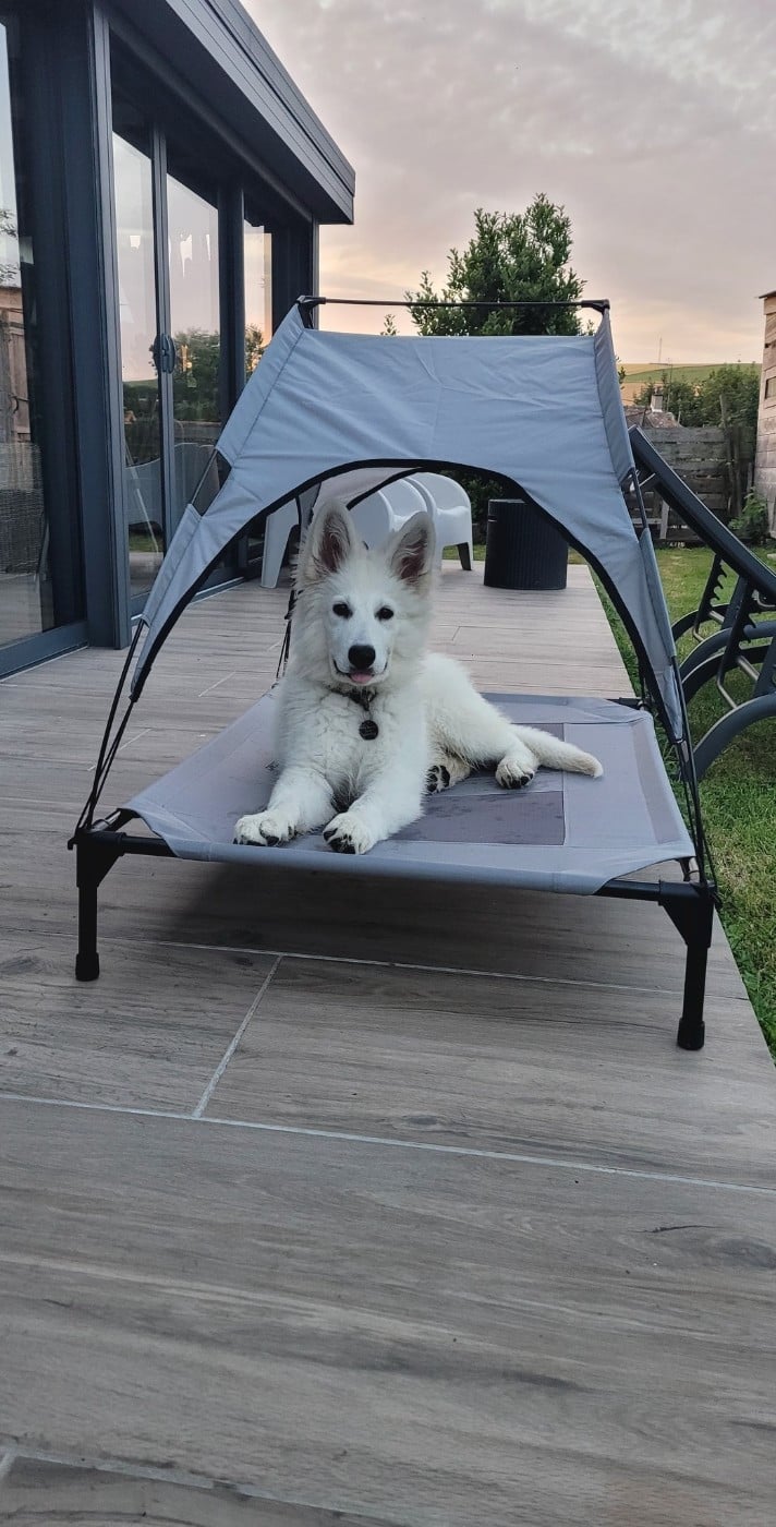 Apollo Du Moulin De Beuvry