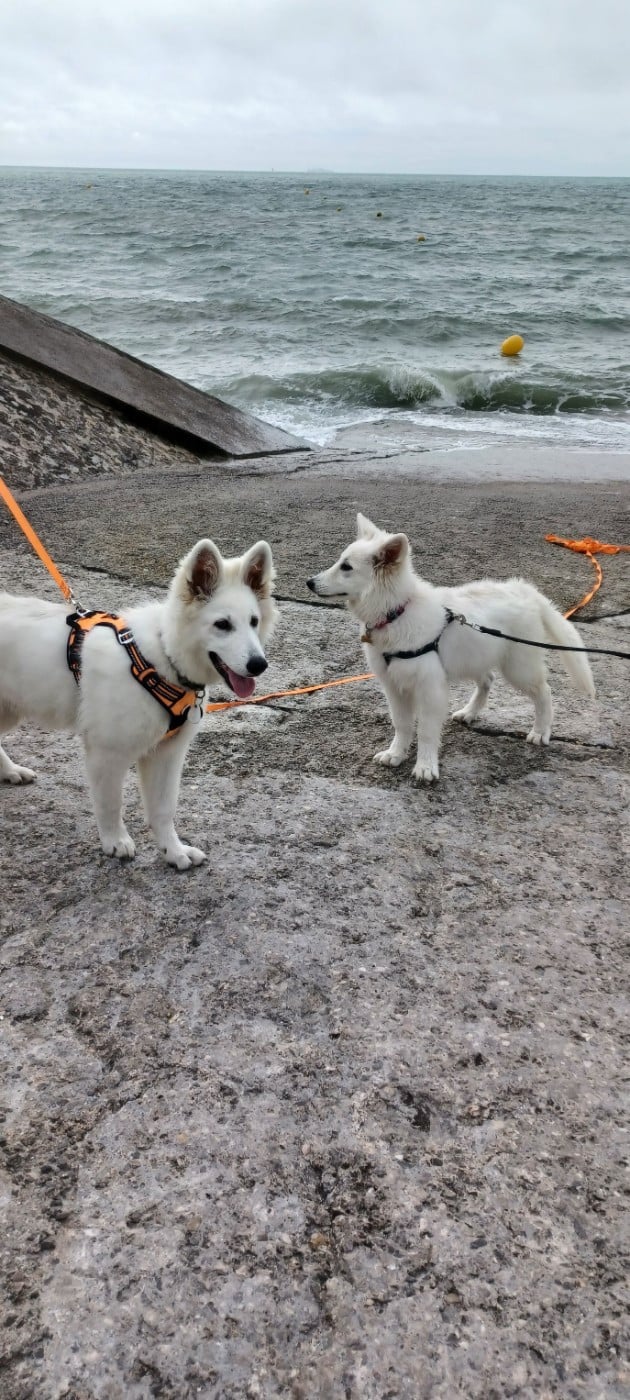 Apollo Du Moulin De Beuvry