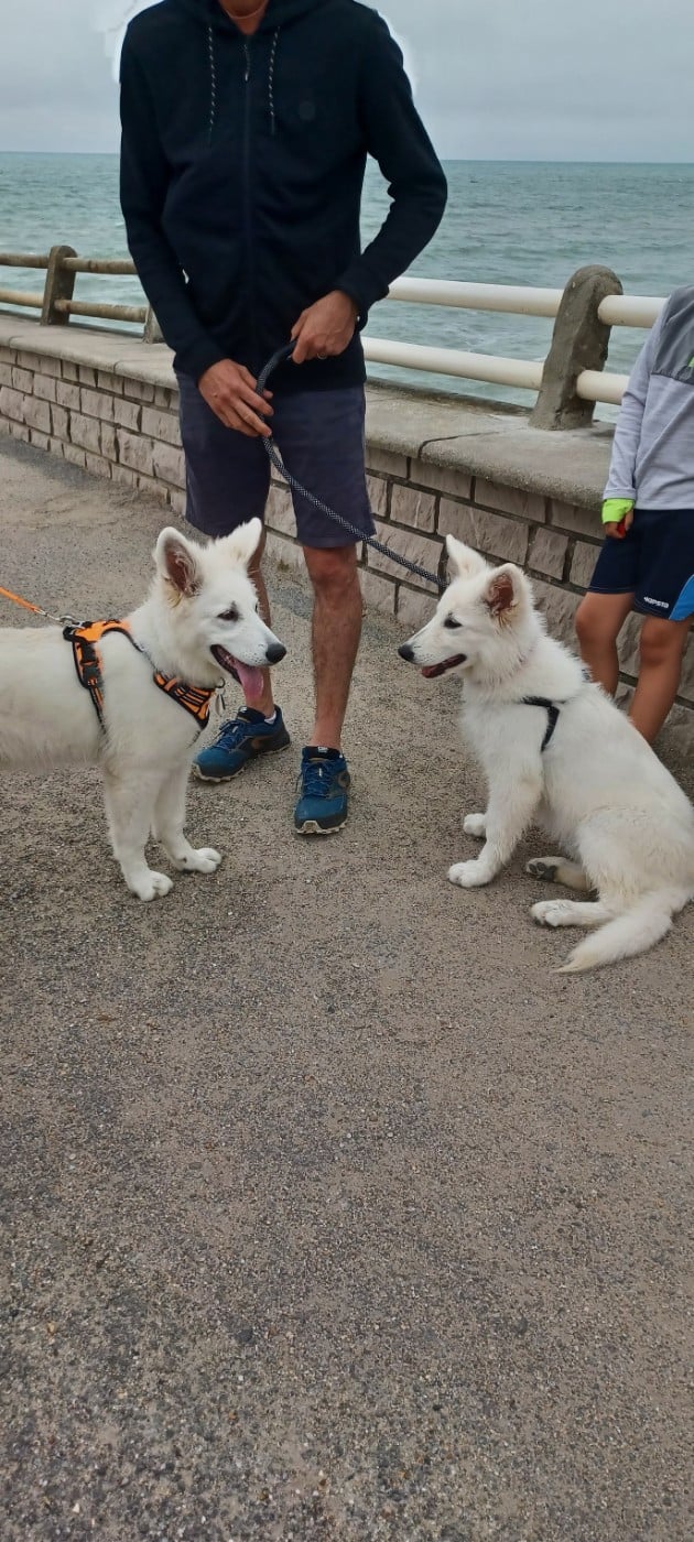 Apollo Du Moulin De Beuvry