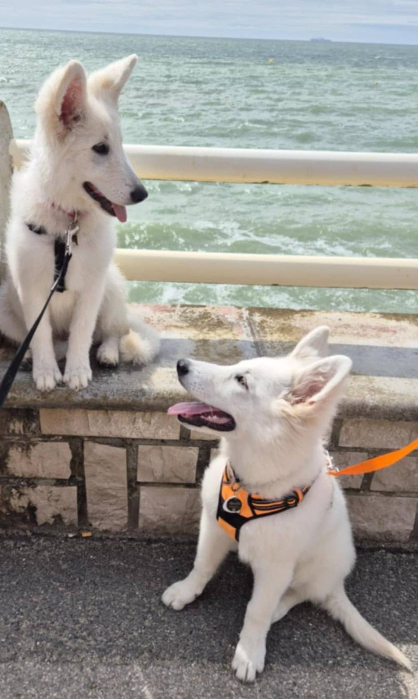 Apollo Du Moulin De Beuvry