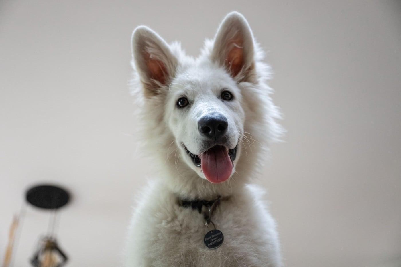 Apollo Du Moulin De Beuvry