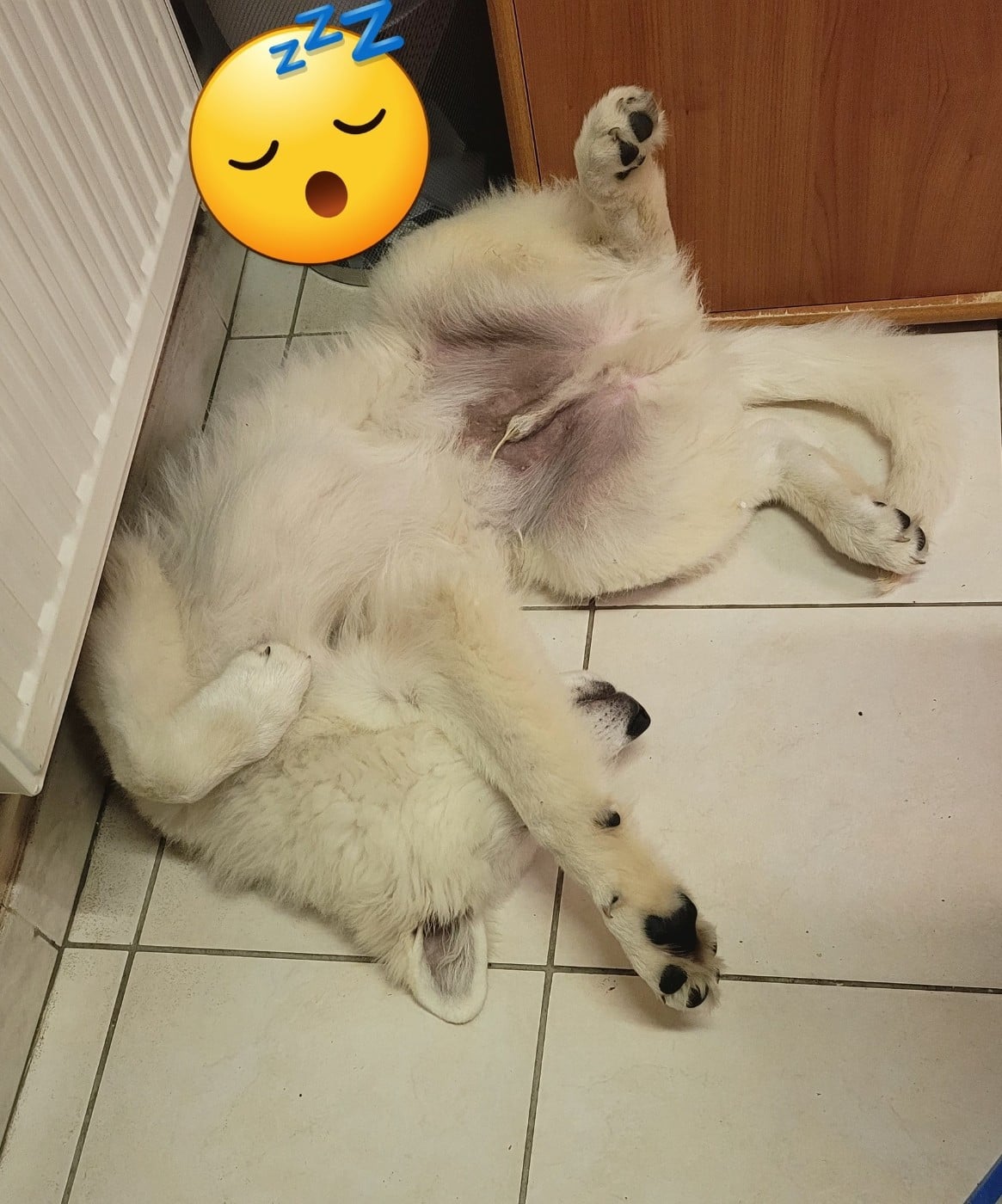 Apollo Du Moulin De Beuvry