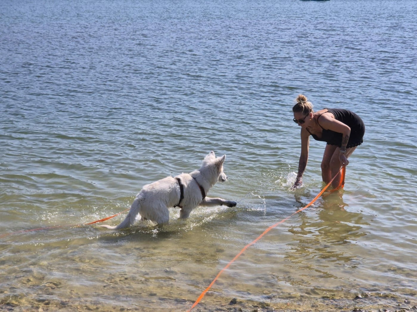 Apollo Du Moulin De Beuvry