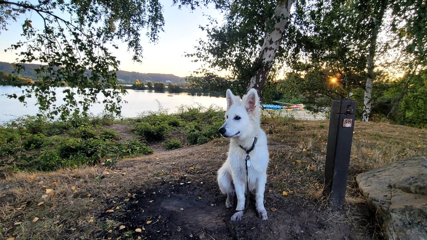Apollo Du Moulin De Beuvry