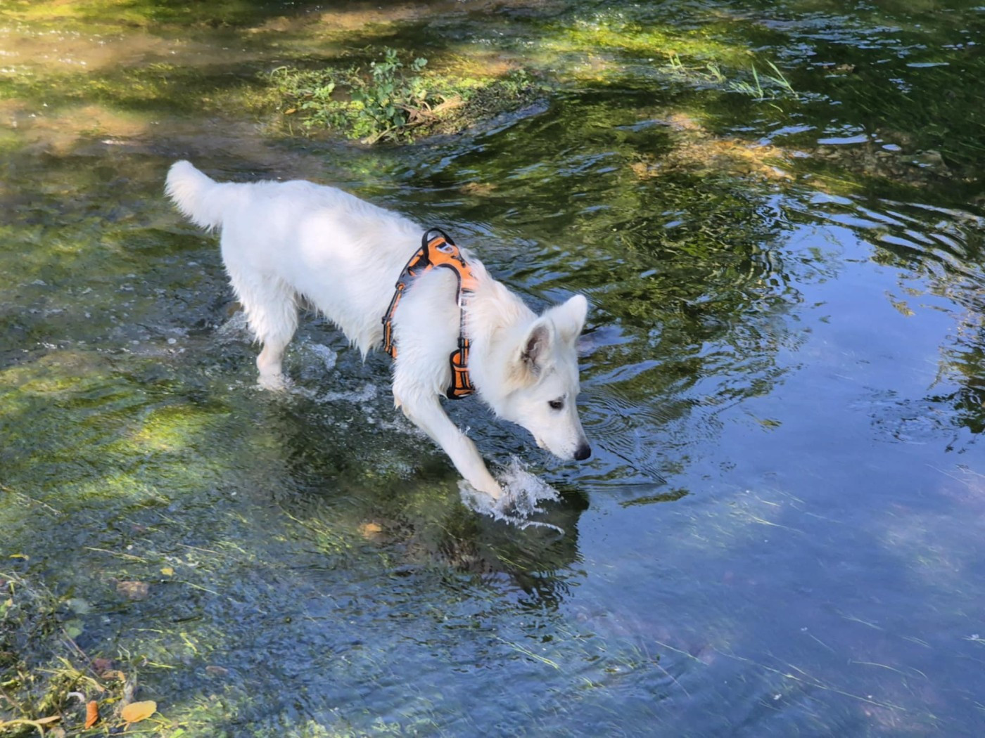 Apollo Du Moulin De Beuvry