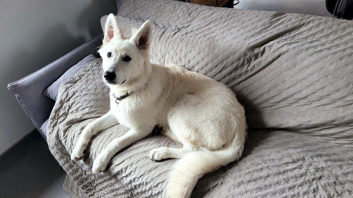 Apollo Du Moulin De Beuvry