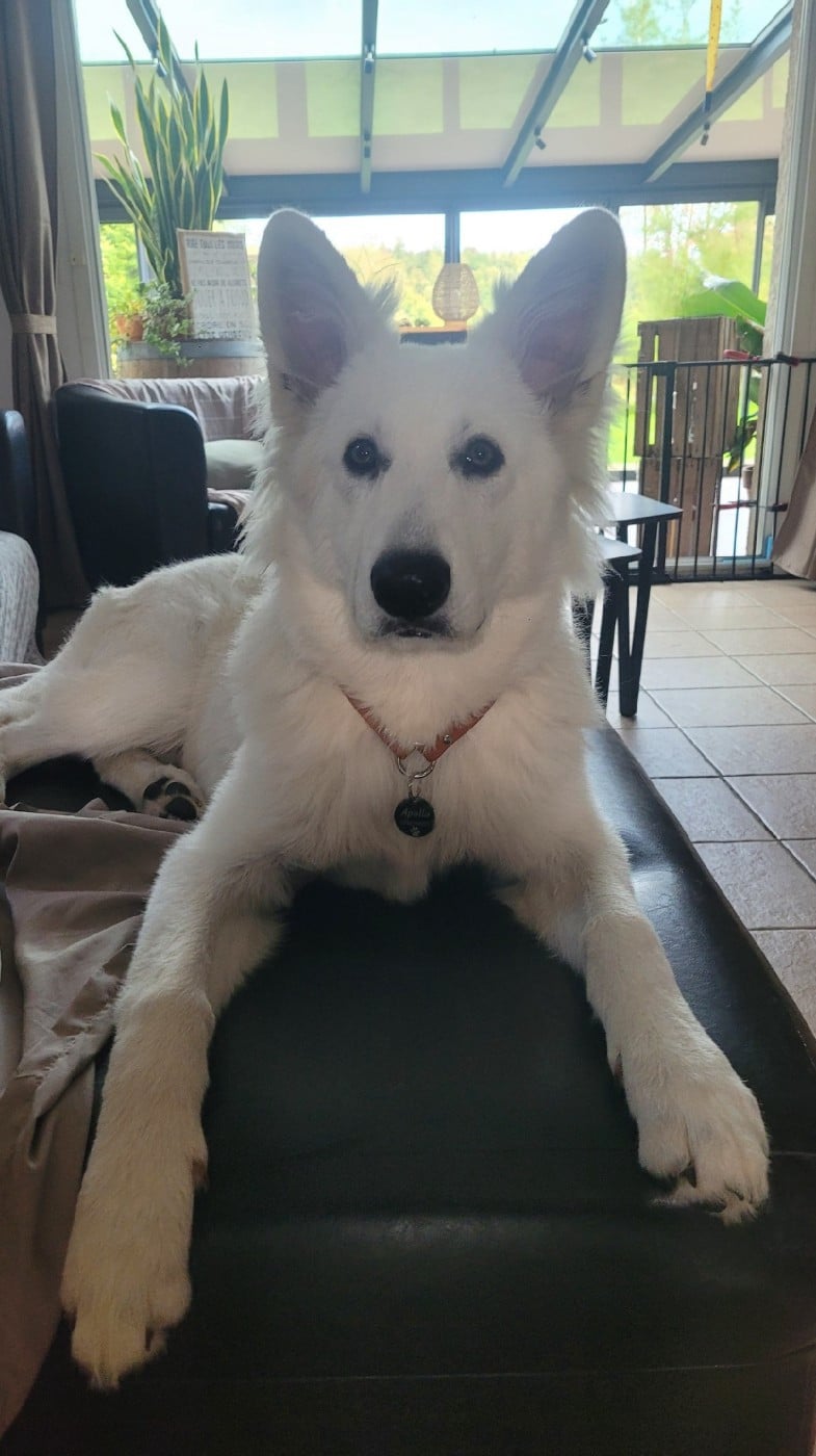 Apollo Du Moulin De Beuvry