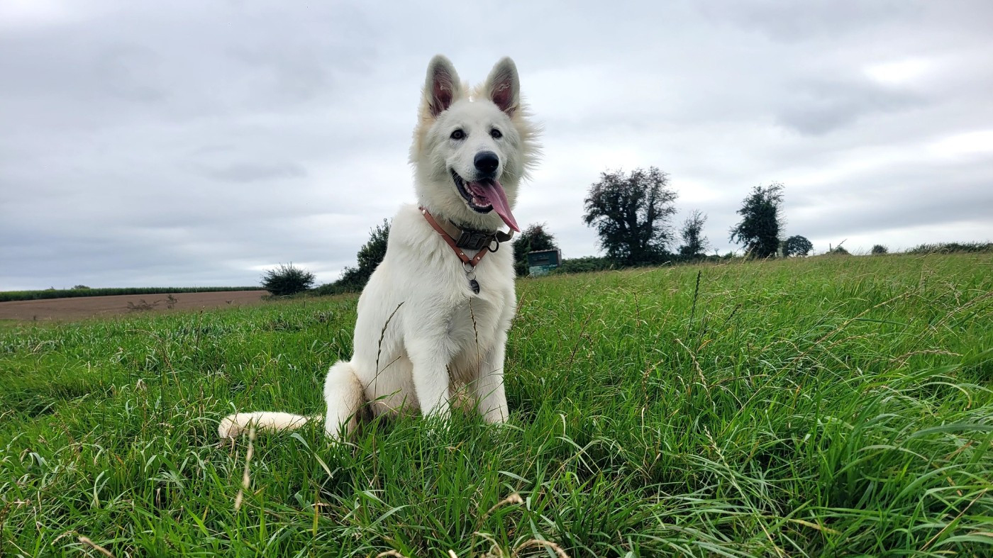 Apollo Du Moulin De Beuvry