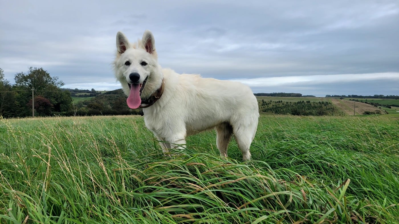 Apollo Du Moulin De Beuvry